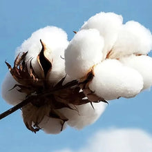Load image into Gallery viewer, High Quality Cotton Men's Luxury T-Shirts
